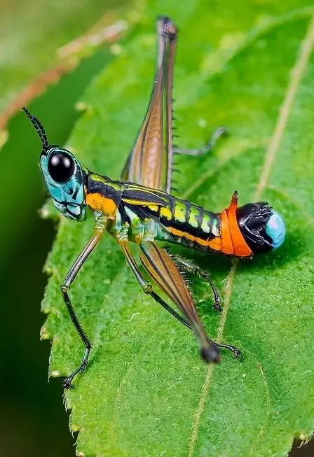 Foto de referencia — Réplica entomológica